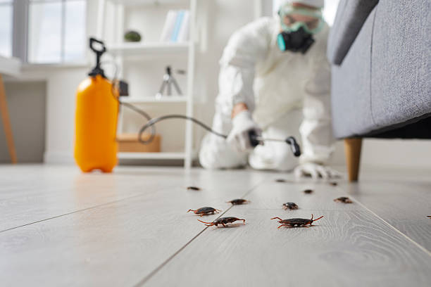 Commercial Kitchen Cockroach Control in Cullowhee